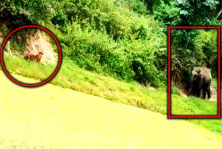 video...An Elephant chased a Tiger in Bandipur