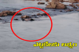 dead body found at bogatha waterfall in mulugu district