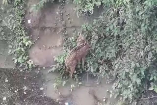 Deer dropped in the canal