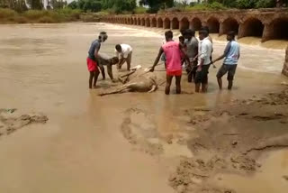 ಕೆಸರಿನಲ್ಲಿ ಸಿಲುಕಿ ನರಳಾಡುತ್ತಿದ್ದ ಎತ್ತುಗಳ ರಕ್ಷಣೆ