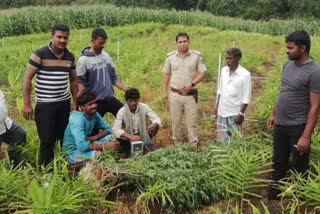 ಶುಂಠಿ ಜೊತೆ ಗಾಂಜಾ ಬೆಳೆದ ಆರೋಪಿಗಳಿಬ್ಬರ ಬಂಧನ