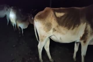 Cattle Seized By Police At Bilasipara