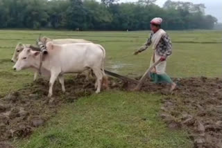 Agricultural Infrastructure