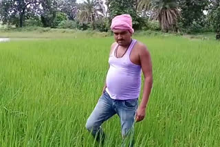 Farmers struggling with shortage of urea fertilizer in pkhanjur