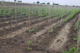 Women are cultivating vegetables in kawardha