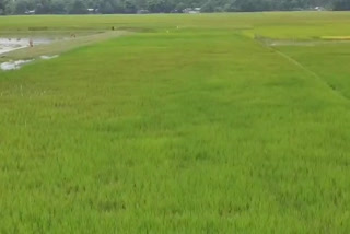 paddy field