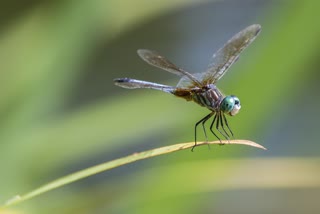 Dragonfly in Uttarakhand