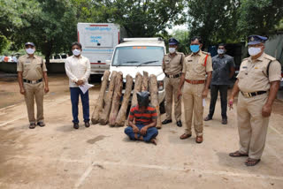 seven red sandal woods seize in gv sathram kadapa district