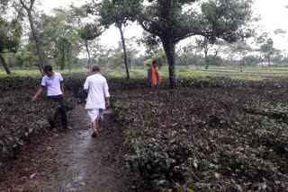 accused of destroying almost nine thousand tea trees