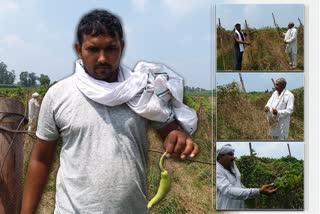 Rain has damaged vegetable crops in gohana sonipat