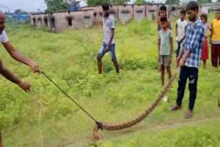 Python caught in Dhanbad, Villagers troubled by snakes in Dhanbad, Forest Department Dhanbad, धनबाद में पकड़ा गया अजगर, धनबाद में सांप से परेशान ग्रामीण, वन विभाग धनबाद