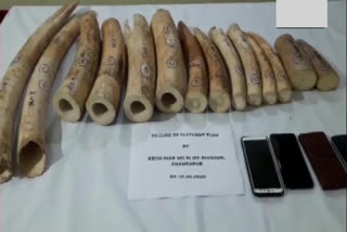 Three held with 19 Kg elephant tusks in Odisha's Keonjhar