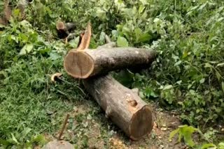 Illegal cutting of teak trees