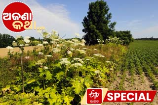 Giant Hogweed, Invasive Plant, plant Can Cause Severe Burns, ବିଷବୃକ୍ଷର ବିଶାକ୍ତ ଫୁଲ, ଜାଏଣ୍ଟ ହୋଗୱିଡ, କିଲର ଟ୍ରି, killer tree, ଅଜଣା କଥା, unknown facts