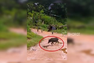 snake-mongoose fight vedio