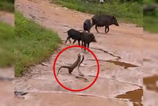Big Fight between snake Mongoose