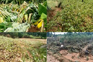 Crops damaged by heavy rains