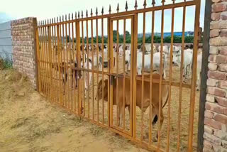 lack of arrangements in temporary cowshed in rewari