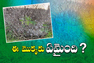 tamarind plant rotates at Somla Tanda