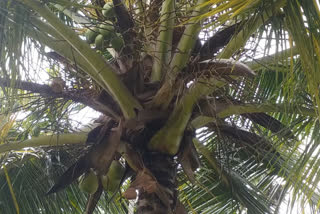 ಕಲ್ಪತರು ನಾಡಿಗಂತೂ ಈ ದಿನದ ಹಿರಿಮೆ-ಗರಿಮೆ!!