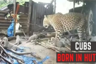 Leopardess cubs  Leopardess cubs shifted to jungle  Nashik Leopard news  Leopardess gives birth to cubs inside hut  சிறுத்தை  சிறுத்தை குட்டி