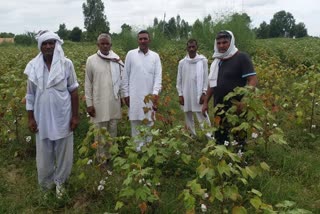 Demand for compensation of cotton crop from the government in bhiwani