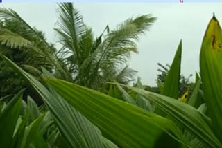 world coconut day celebrations in krishna district