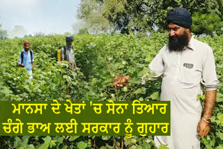 Mansa district is expected to have bumper cotton crop this season 2020