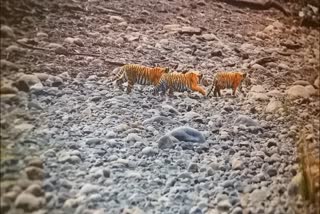 Mukundra Tiger Reserve, बाघ मौत मामला मुकुंदरा