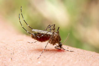 nuh health dept officials hold meeting to stop malaria in district