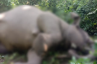 Chirang wild elephant killed