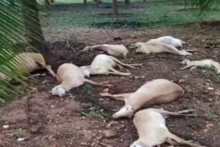 Lighting strikes and 15 sheep died near kangeyam