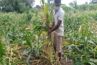maize crop damage