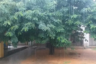 Bhilwara news, Monsoon active, rain news