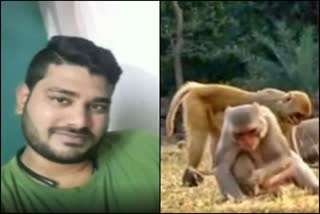 Man died while try to escape from monkey attack