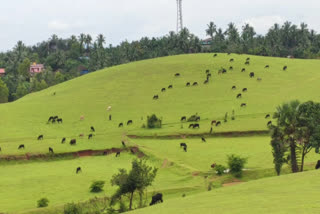 ಕೊಯಿಲ ಫಾರ್ಮ್​ಹೌಸ್​