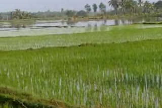 heavy-rain-in-davanagere-and-crop-loss