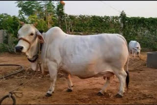 Government activity for the protection of Punganur breed cows