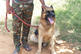 Police dog Rana