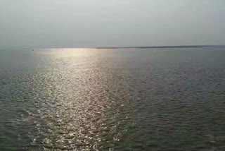 dolphin in ganga river in sahibganj