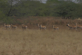 deer drowned in bhavnagar