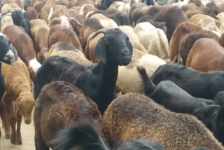 cattle market starts tomorrow in koppal