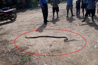 snake at school killed by snakes person at nirmal district