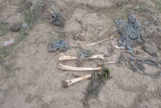 human skeleton recovered