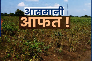 vegetable-crop-destroyed-due-to-heavy-rains-in-chhattisgarh