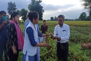 MLA Rambai inspected the damaged crops