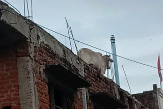 bull-climbed-on-the-roof