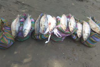 Hilsa recovered from Petrapole