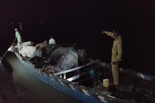 Cattle,Buffalo & Engine Boat Seized by Police At Bilashipara