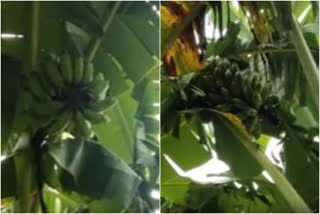 മലവാഴ കൃഷി  ഇടുക്കി സ്വദേശികൾ  Idukki natives  banana cultivation